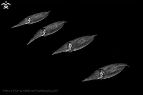 A Squid shool | Squid