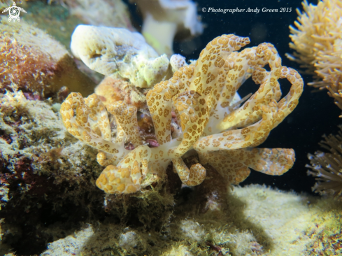 A Phyllodesmium longicirrum | Solar Powered Nudibranch