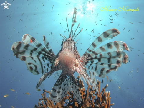 A Lionfish