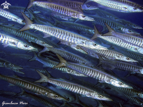 A Sphyraena qenie | Barracuda