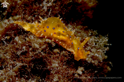 A Stylocheilus citrinus | Nudibranche