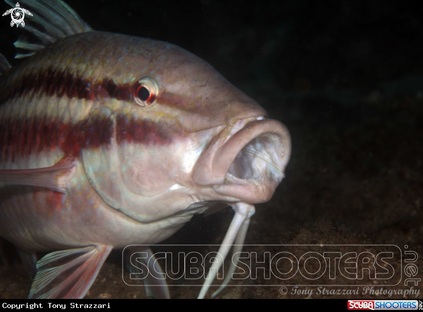 A Black-Spot Goatfish
