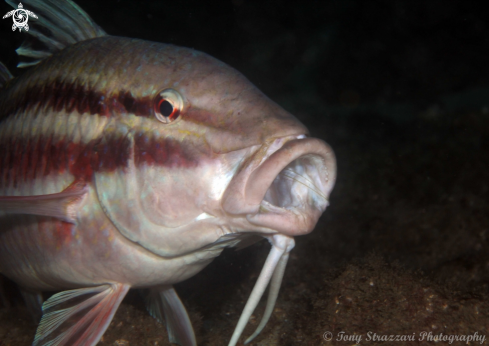 A Black-Spot Goatfish