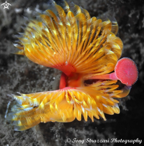 A Fan worm