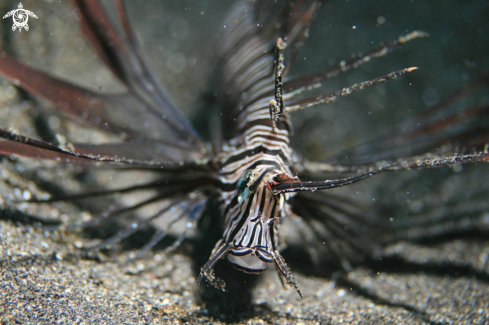 A Pterois Volitans | Lion Fish