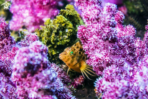 A Cirrhitichthys aureus (Temminck and Schlegel, 1843) | Yellow hawkfish