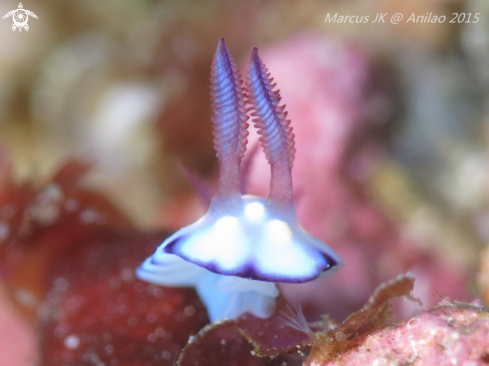 A NudiBrunch