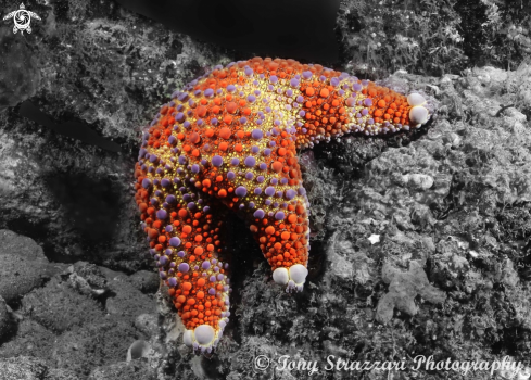 A Asterodiscides truncatus | Firebrick Seastar