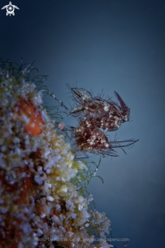 A Phycocaris simulans | Hairy shrimp