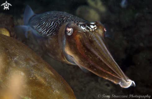 A Sepia plangon | Mourning Cuttle