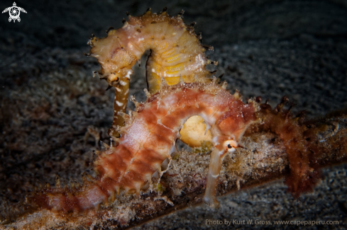 A Hippocampus histrix | Sea horse