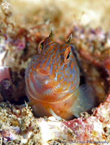 A Parablennius intermedius | Horned blenny