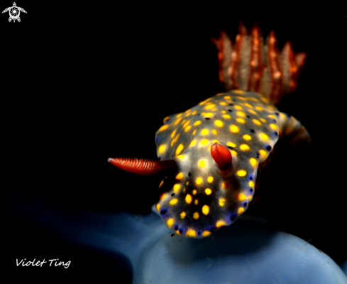 A Nudibranch