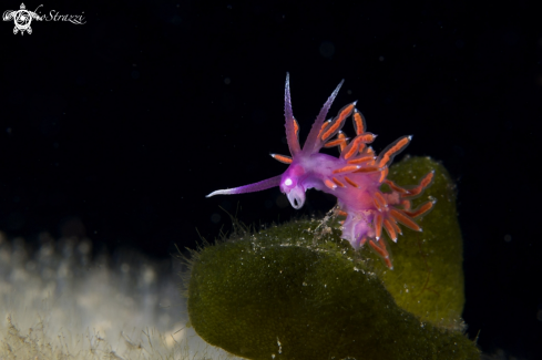 A Flabellina