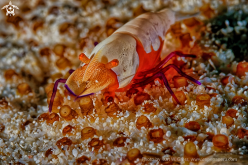 A periclimenes imperator | Shrimp