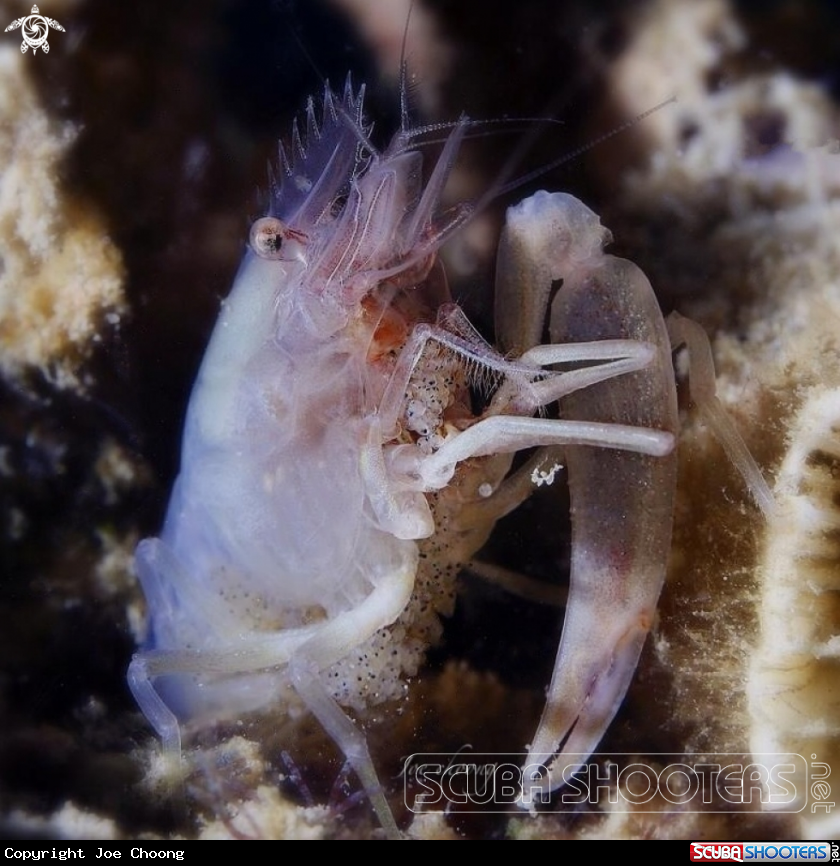 A Snapping shrimp