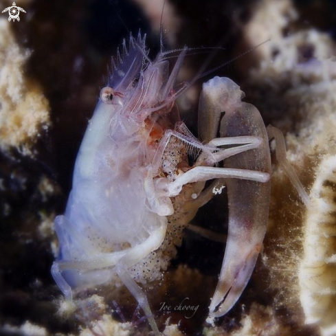 A Snapping shrimp