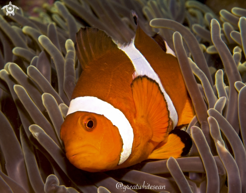 A Amphiprion ocellaris | Clownfish 