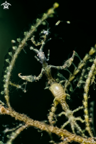 A Skeleton Shrimp