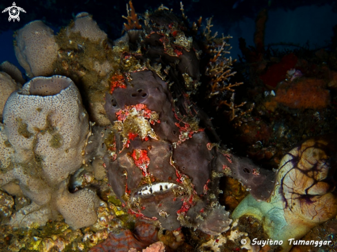 A Frogfish