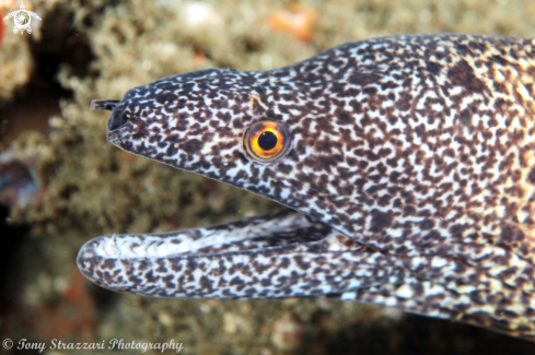 A Gymnothorax eurostus | Abbott's moray