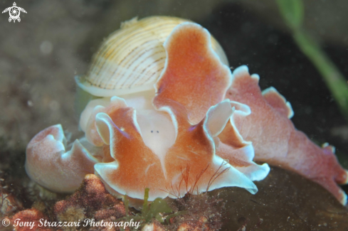 A Hydatina physis | Rose Petal Bubble