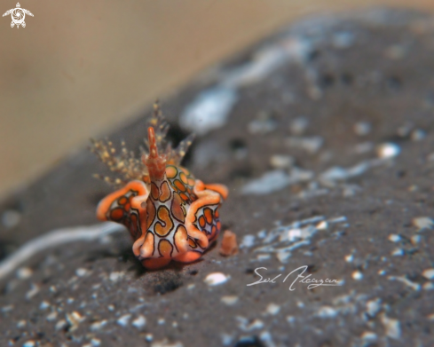 A Nudibranch