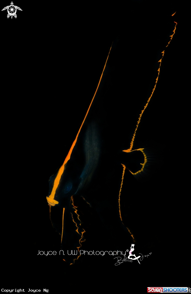 A  Platax pinnatus (juvenile)