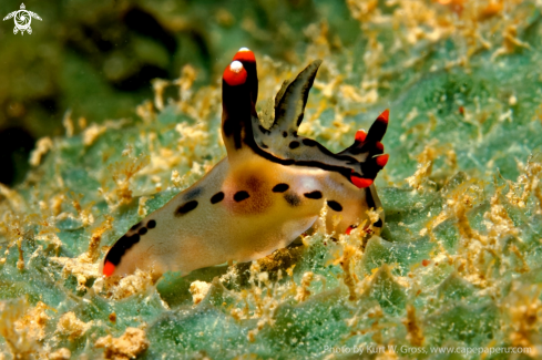 A Thecacera picta | Nudibranche