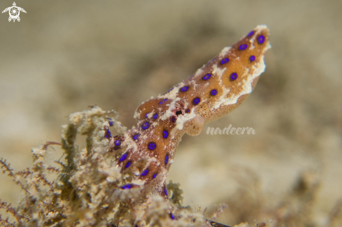 A Blue-ringed Octopus