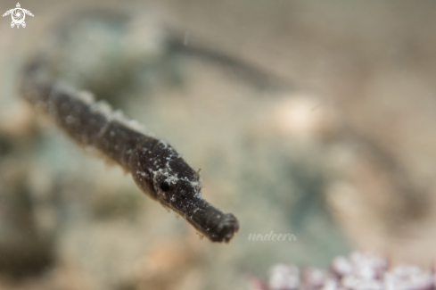 A Pipefish