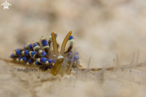 A Cuthona spp. | Nudibranch