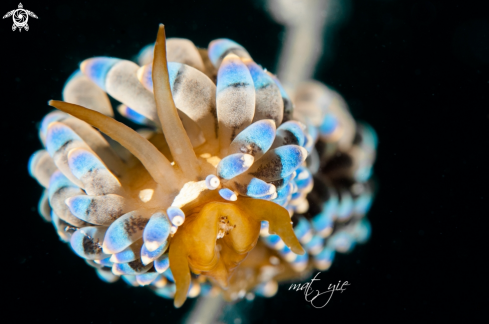 A Nudibranch