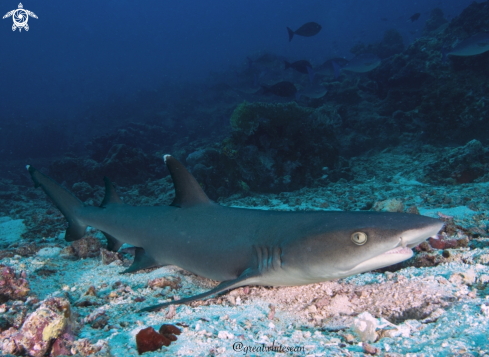 A Whitetip reef shark