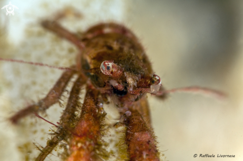 A whip coral lobster