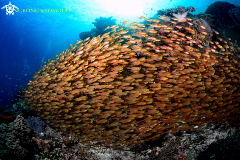 A Cardinal Fish