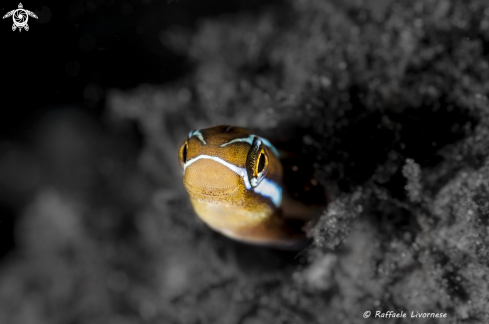 A Blenny