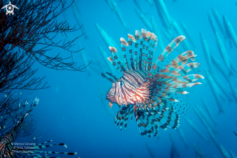 A Lion Fish 