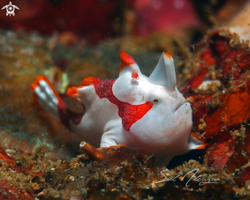 A Juvenile frogfish