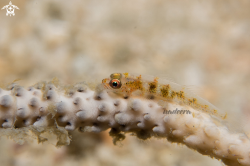 A Bryaninops spp.  | Goby