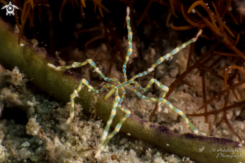 A Sea Spider