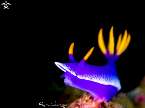 A Nudibranch