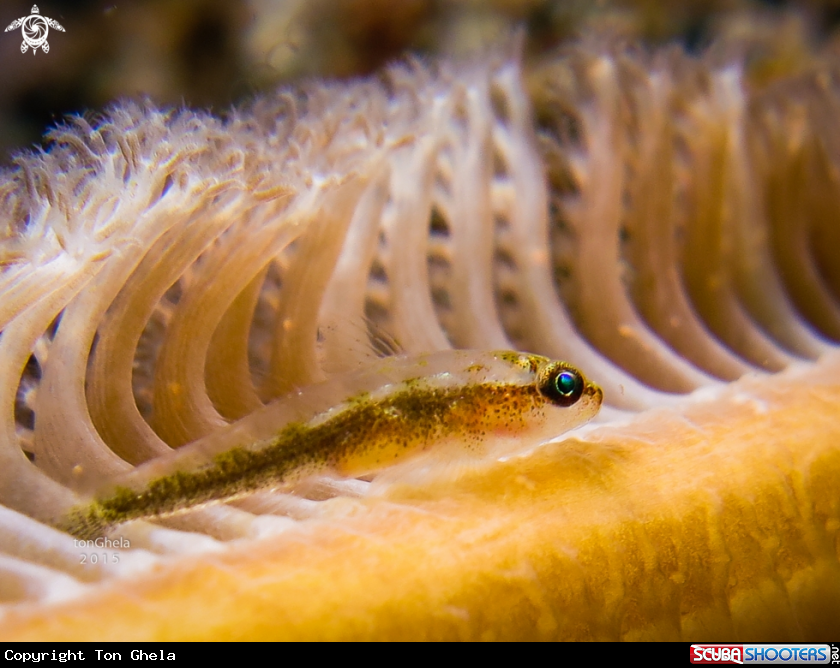 A GOBY 