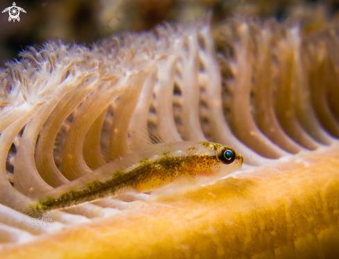 A GOBY 