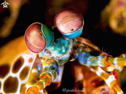 A Odontodactylus scyllarus | Peacock Mantis Shrimp