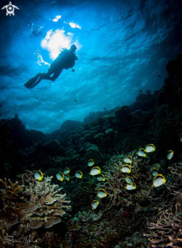 A Wakatobi reef scene