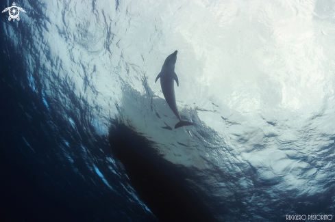 A Tursiops truncatus | Dolphin