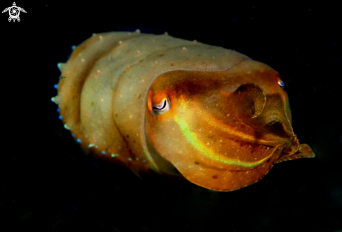 A cattel fish