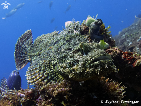 A Scorpionfish