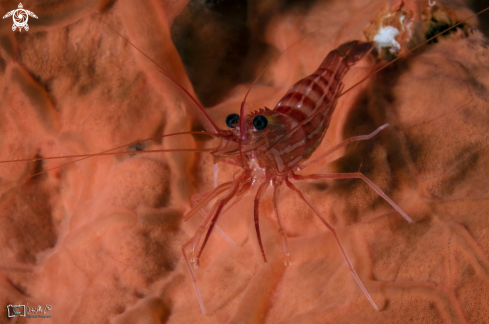 A lysmata seticaudata  | gamberetto pulitore